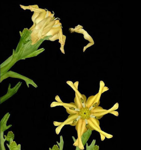 Flores com pétalas humanas